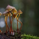 Mycena crocata