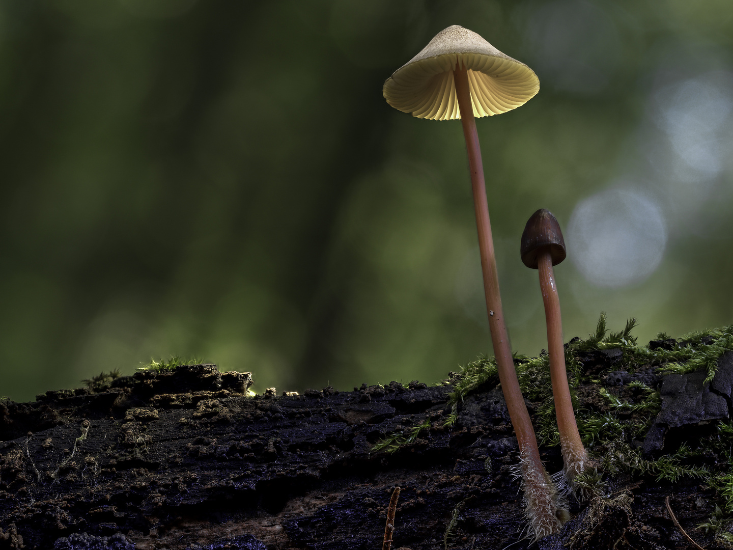 Mycena crocata Foto & Bild pflanzen, pilze & flechten, landschaft