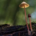 Mycena crocata