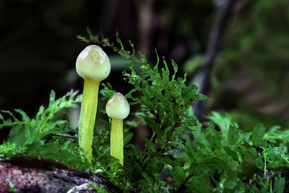 Mycena epipterygia