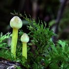 Mycena epipterygia