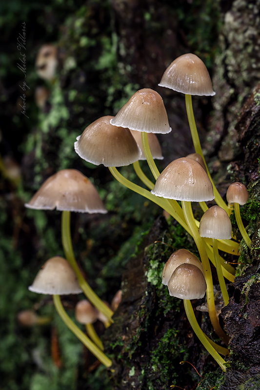 Mycena epipterygia var. viscosa