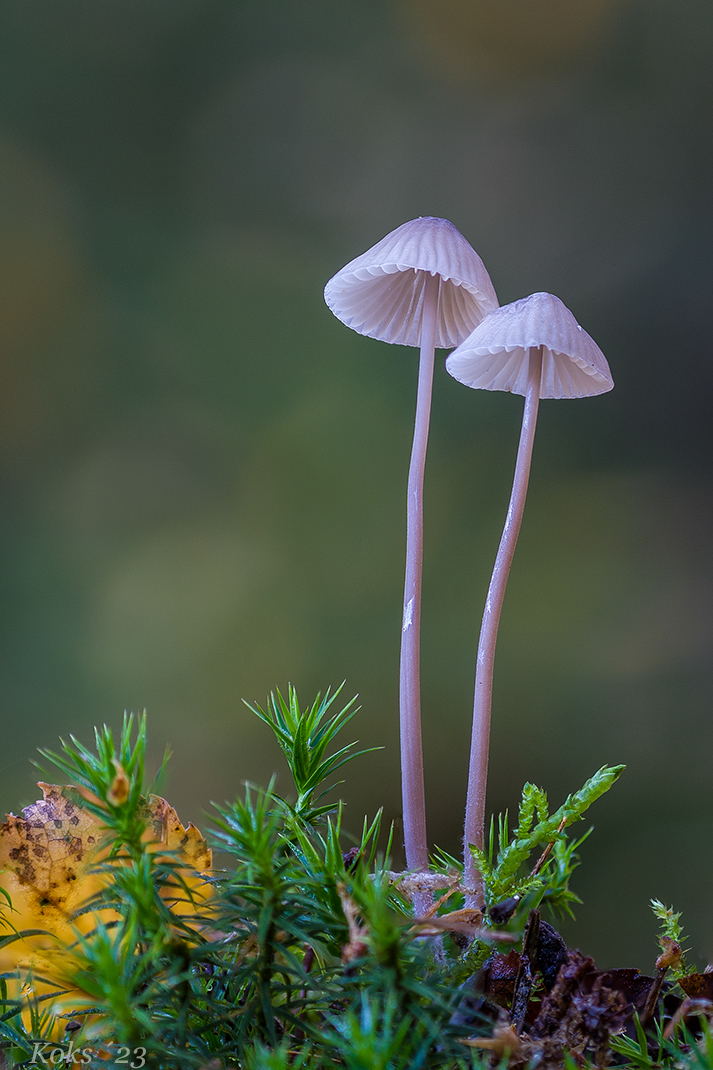 Mycena