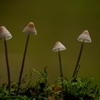 Mycena galopus