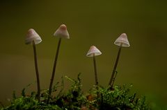 Mycena galopus