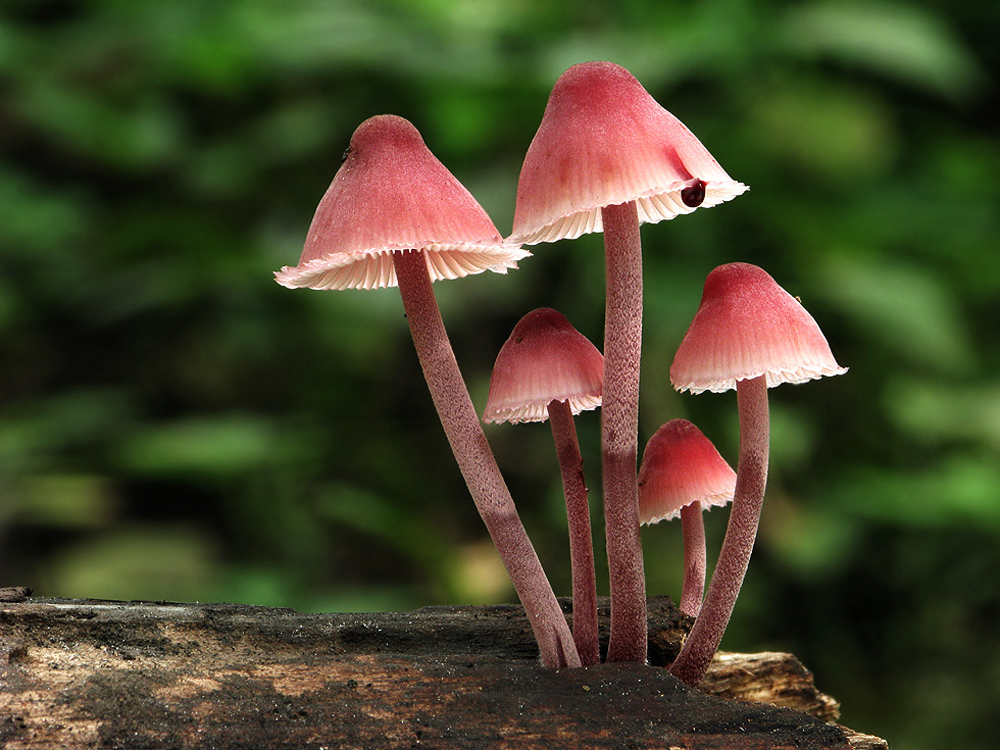 Mycena haematopus