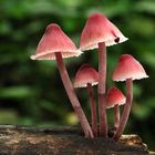 Mycena haematopus