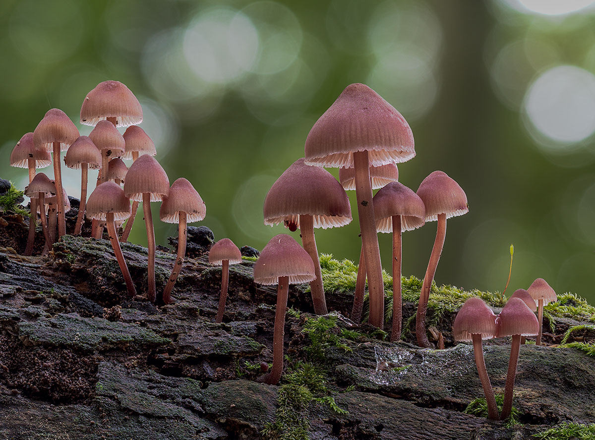 Mycena haematopus