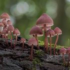 Mycena haematopus