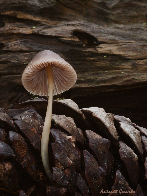 Mycena II