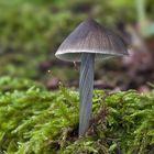 Mycena polygramma