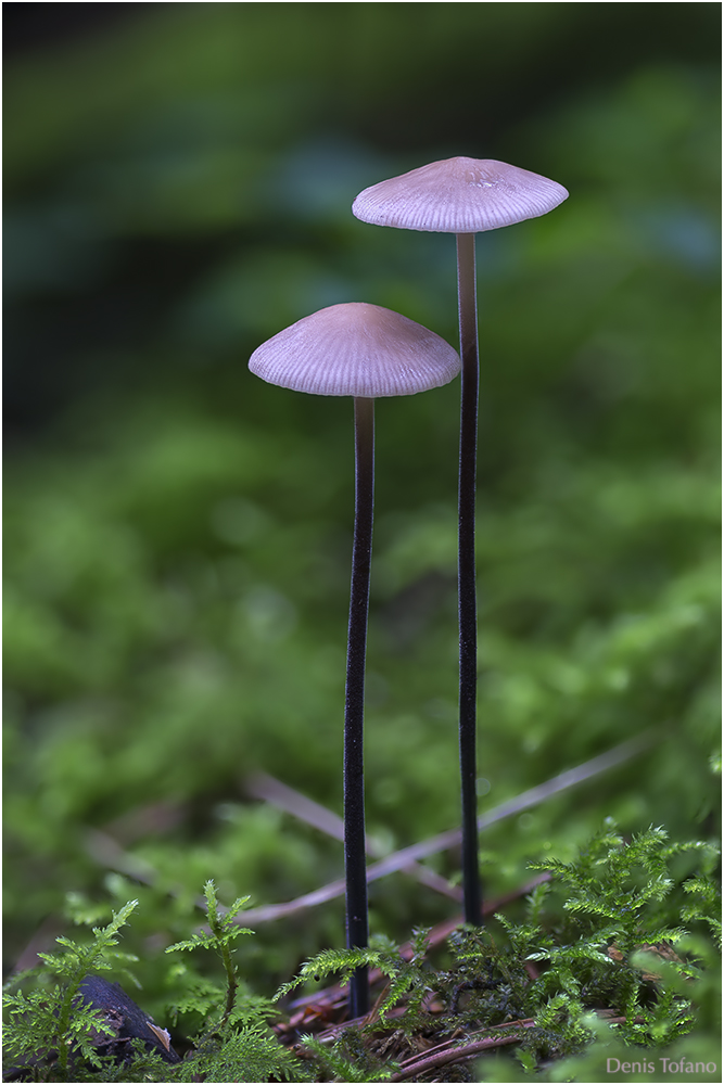 MYCENA PURPUREOFUSCA