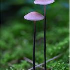 MYCENA PURPUREOFUSCA