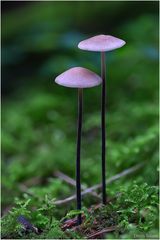 MYCENA PURPUREOFUSCA