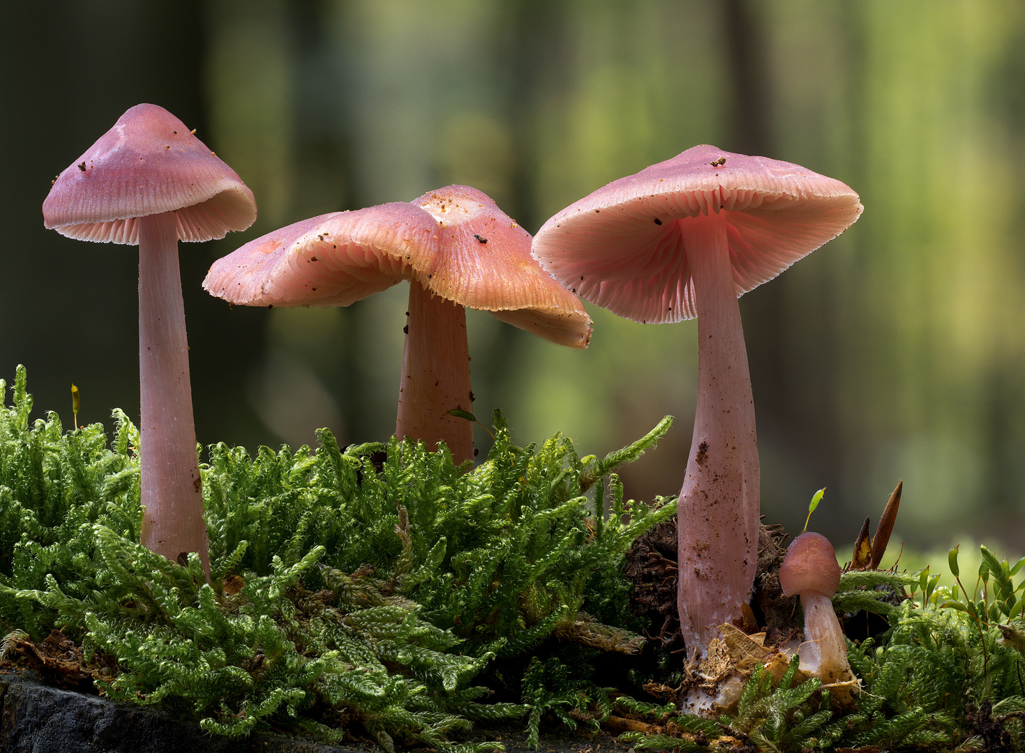 Mycena rosea