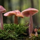 Mycena rosea