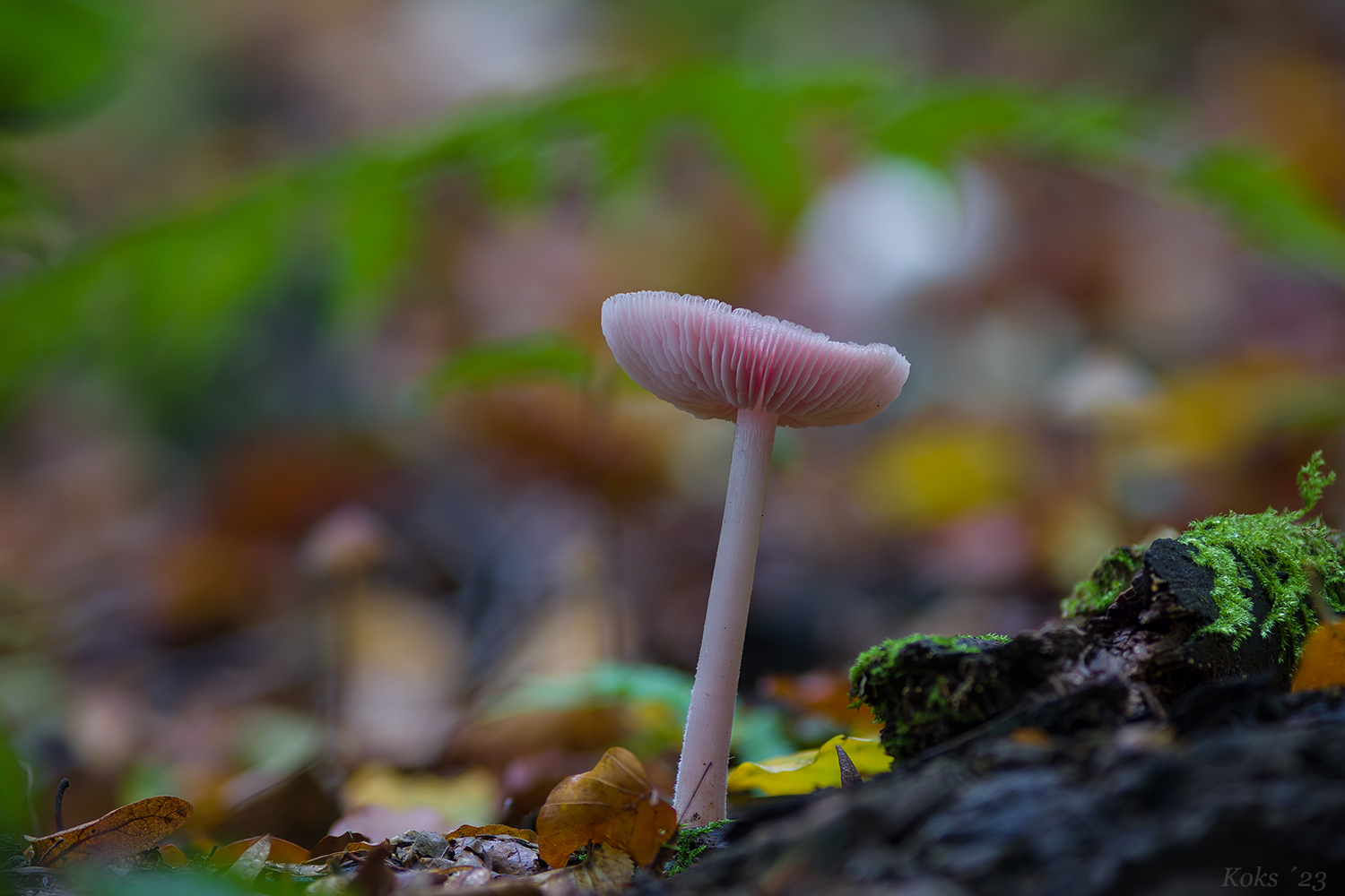 Mycena rosea