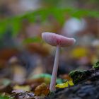 Mycena rosea