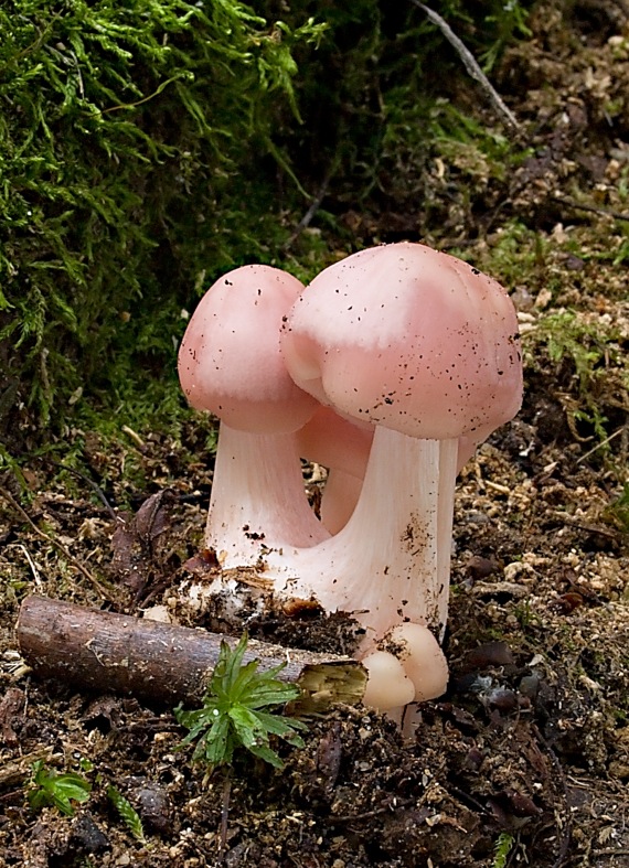 Mycena rosea