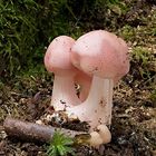 Mycena rosea