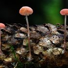 Mycena rosella