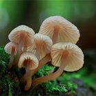 Mycena rubromarginata, Rotschneidiger Helmling