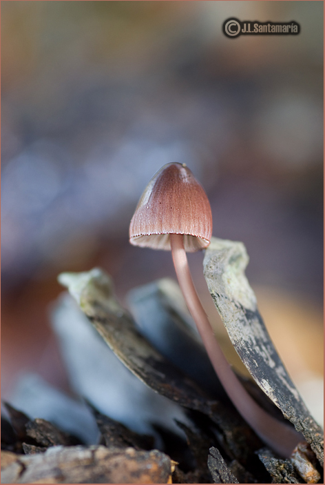 Mycena seynii