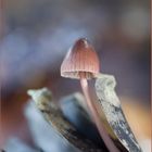 Mycena seynii