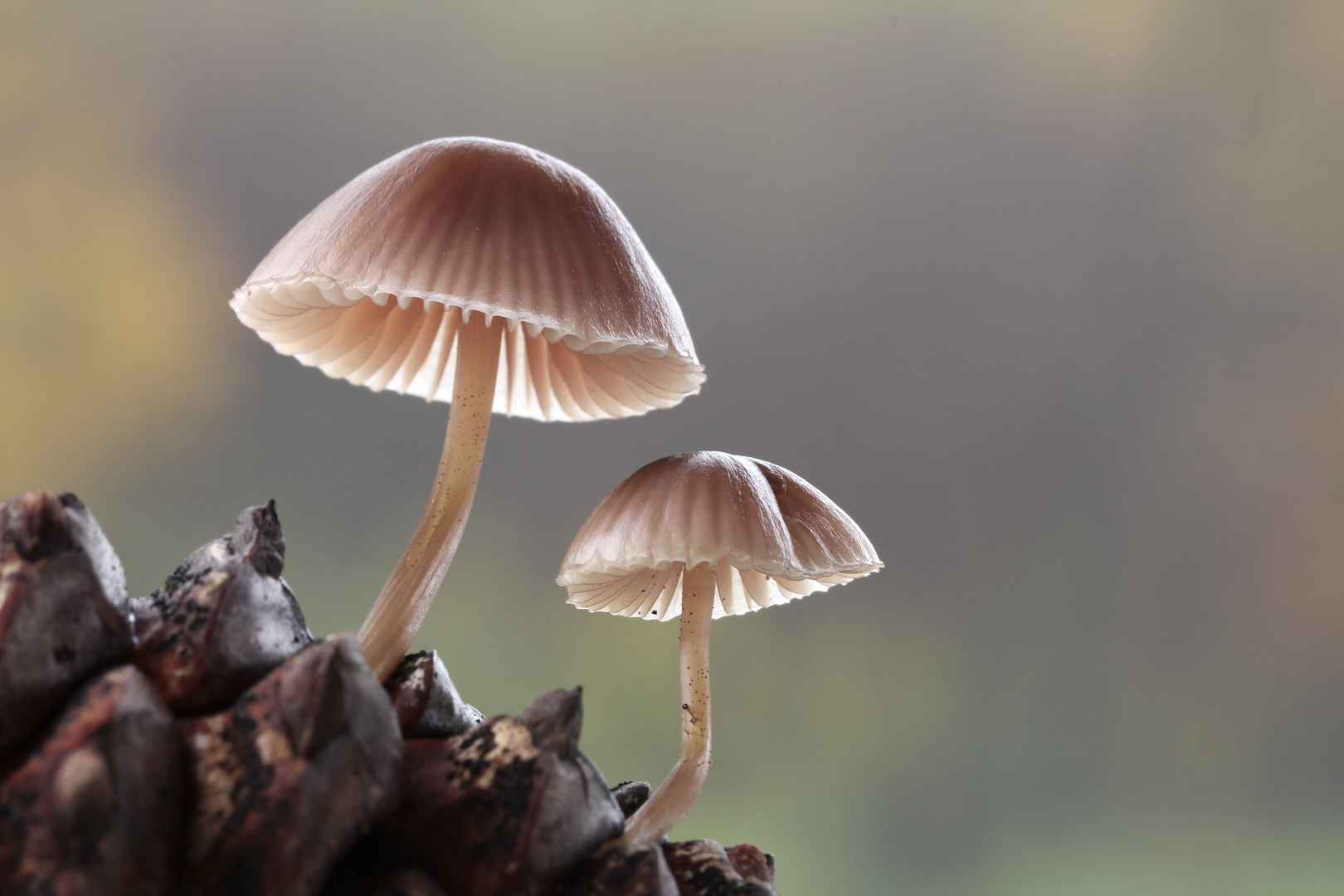 Mycena seynii