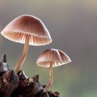 Mycena seynii