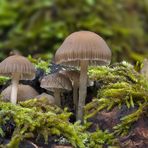 Mycena sp.