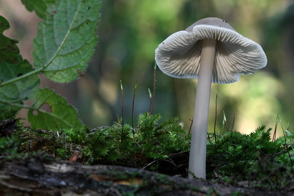 Mycena sp.