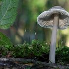 Mycena sp.