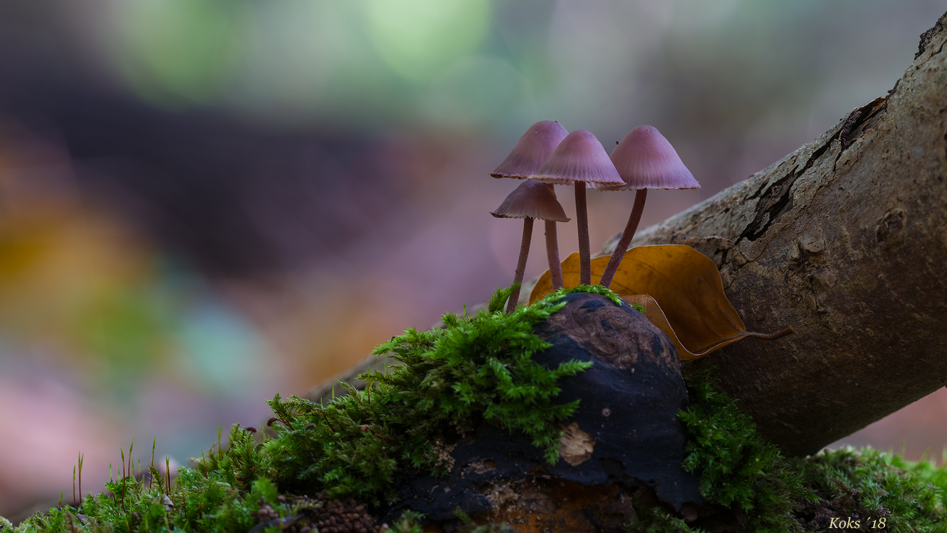 Mycena - Vorfreude