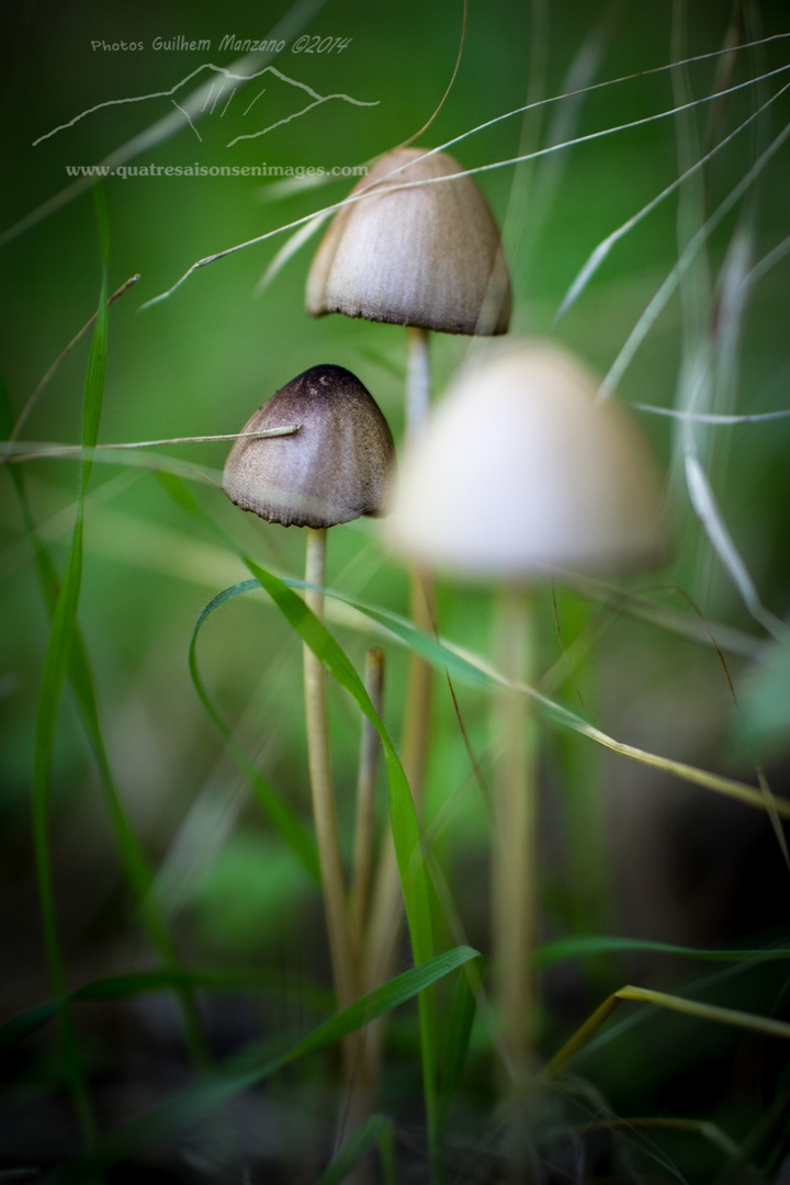 Mycène dans les herbes