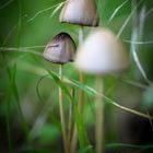 Mycène dans les herbes