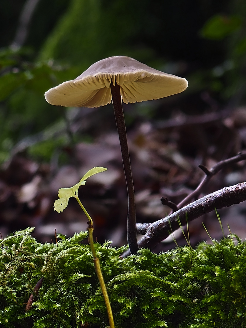 Mycetinis alliaceus Foto & Bild pflanzen, pilze & flechten, pilze