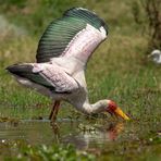 ***  Mycteria ibis   ***