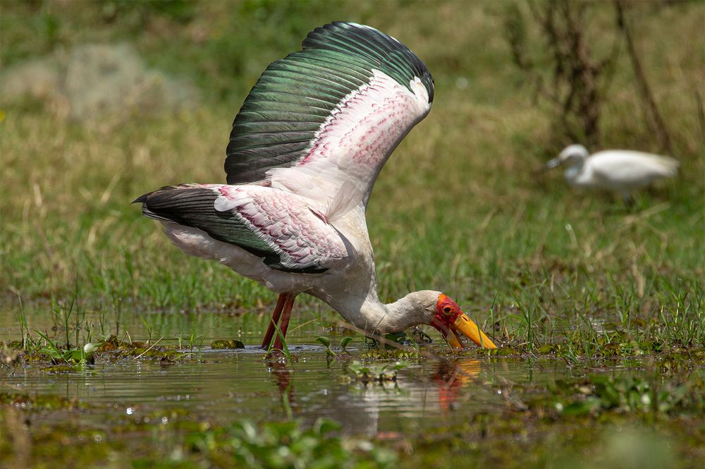 ***  Mycteria ibis   ***