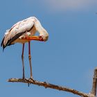 Mycteria Ibis 