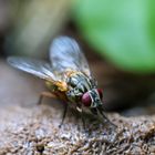 Mydaea flavi corni (weiblich) - eine Fliege