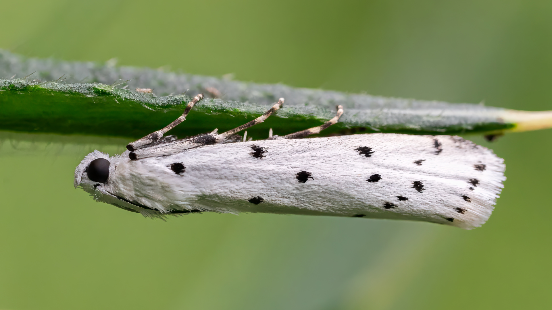 Myelois circumvoluta