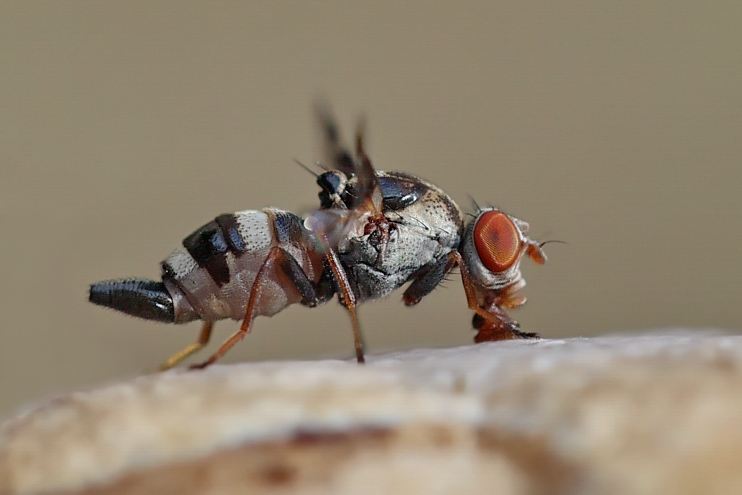 Myennis octopunctata