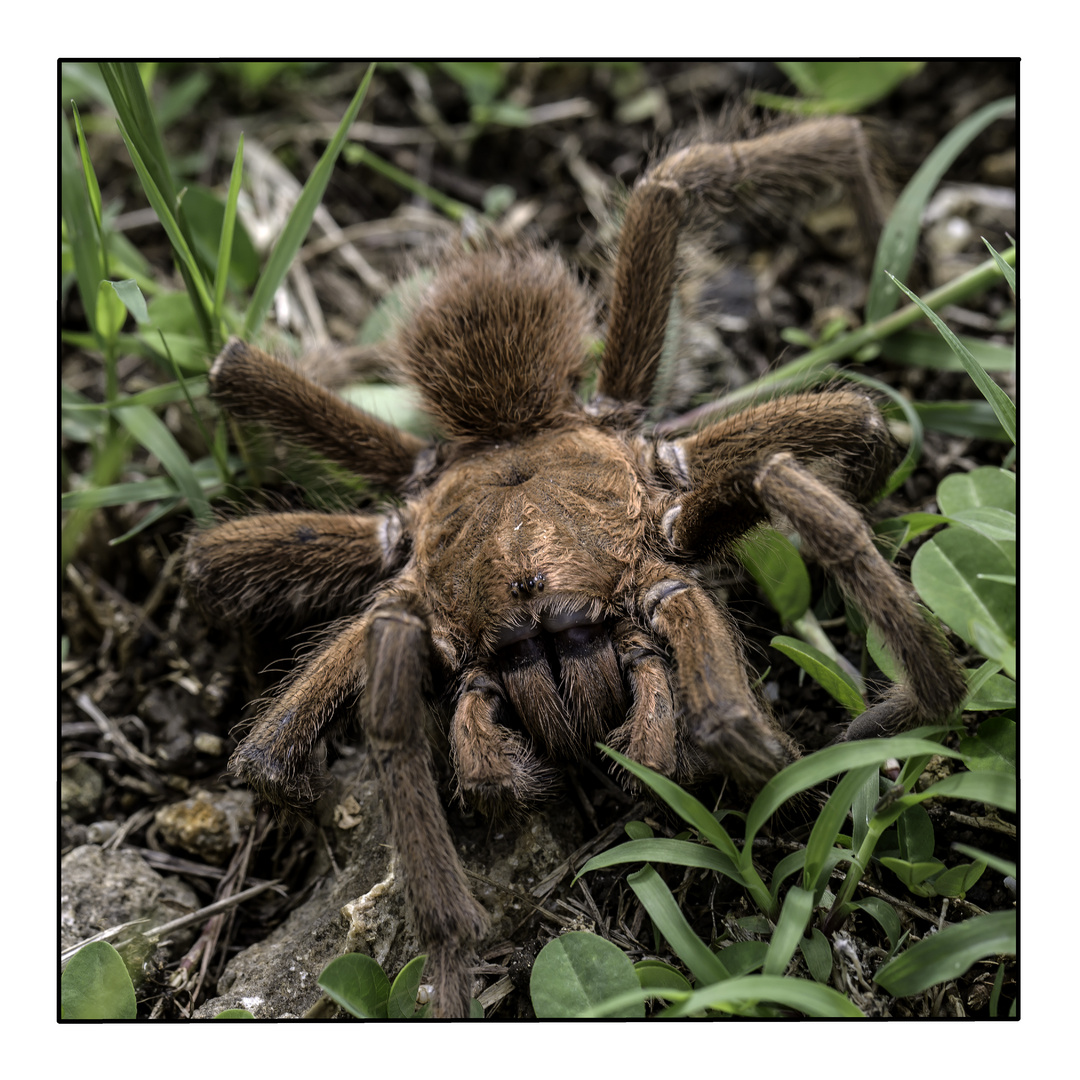 mygale photo et image nature, animaux, campagne Images