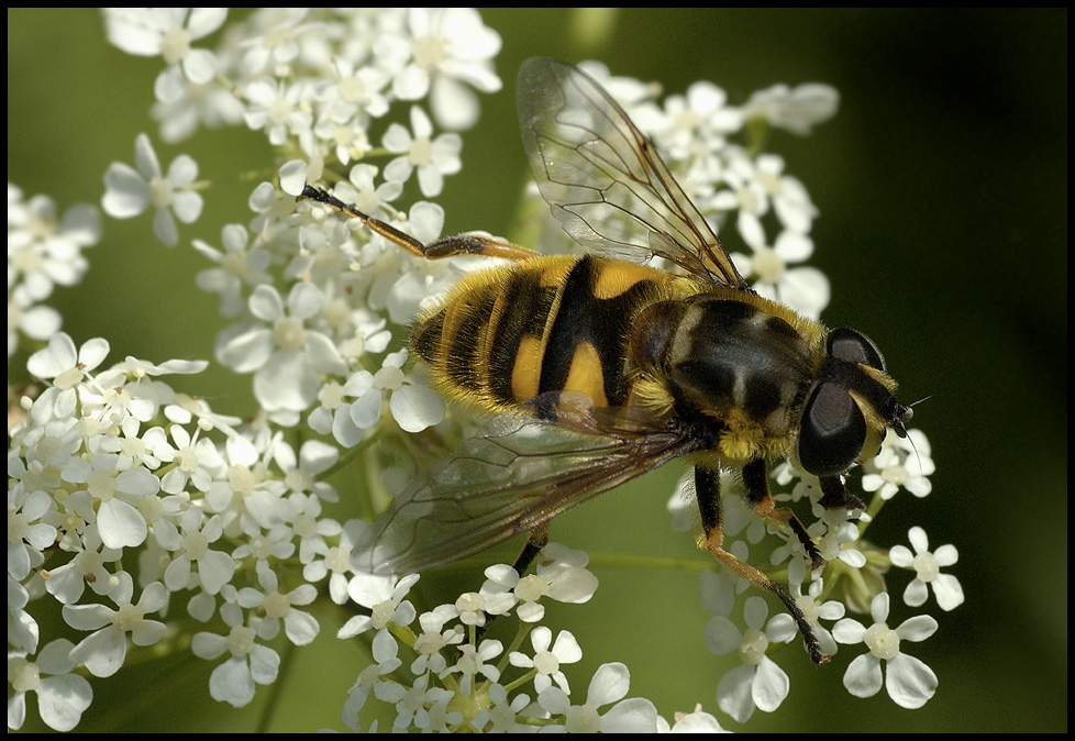 Myiatropa florea