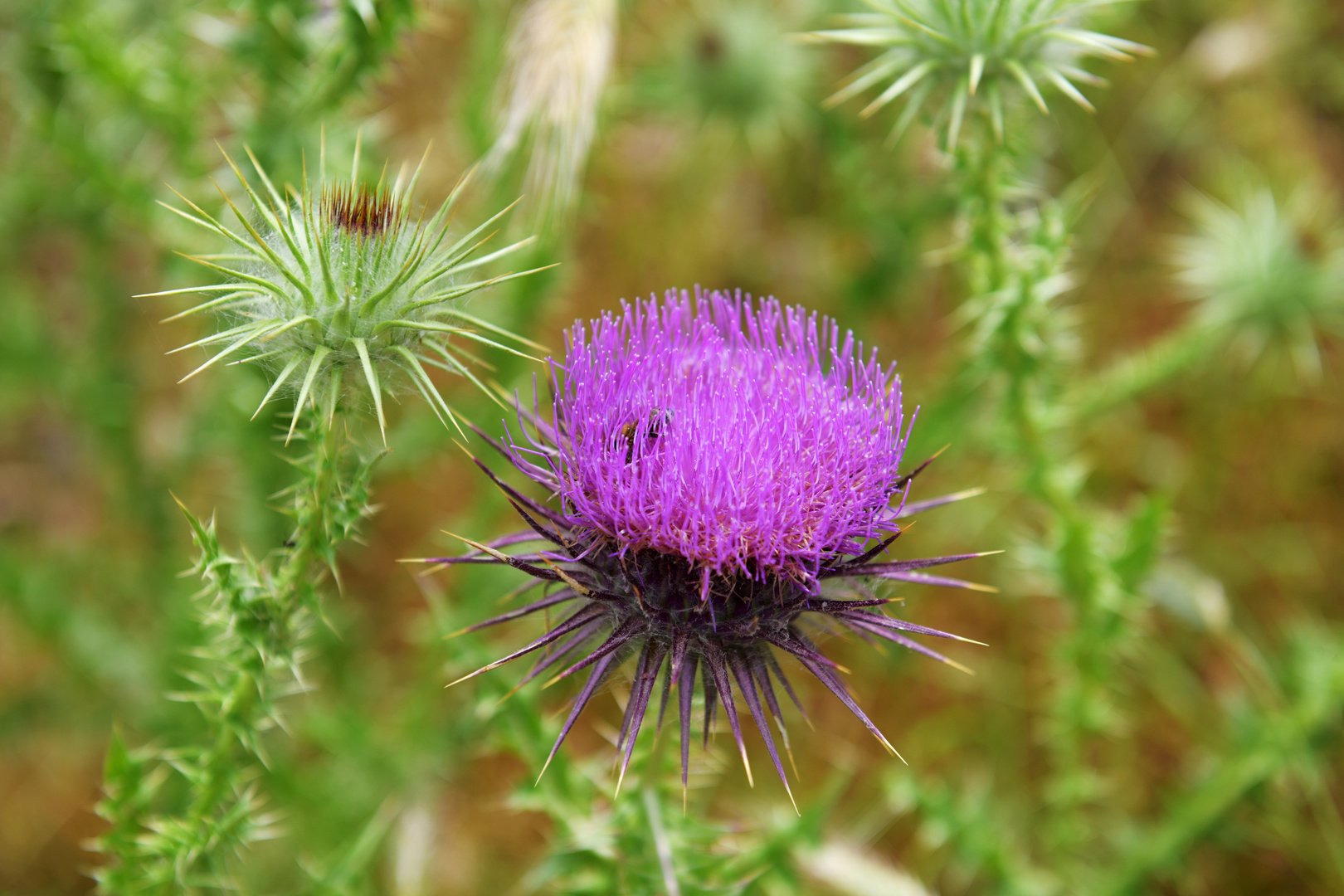 Mykene: Distel