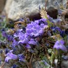 Mykene: Mauerblümchen