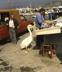 Mykonos  ...na, was nehmen wir denn heute ....