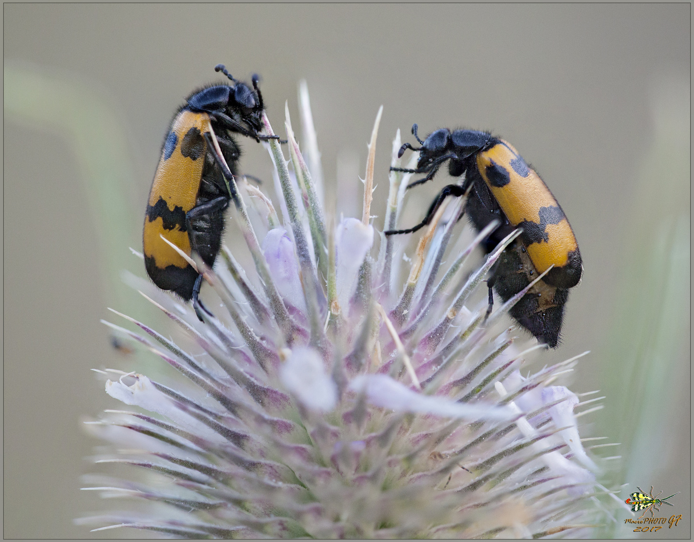 Mylabris (Mylabris) variabilis ( Maschio e Femmina ) (Pallas 1781) 