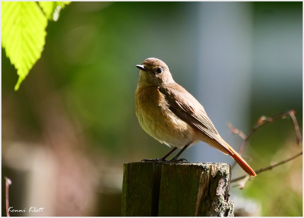 Mylady Gartenrotschwanz ist fast zahm ... Mylady Redstart is almost tamed